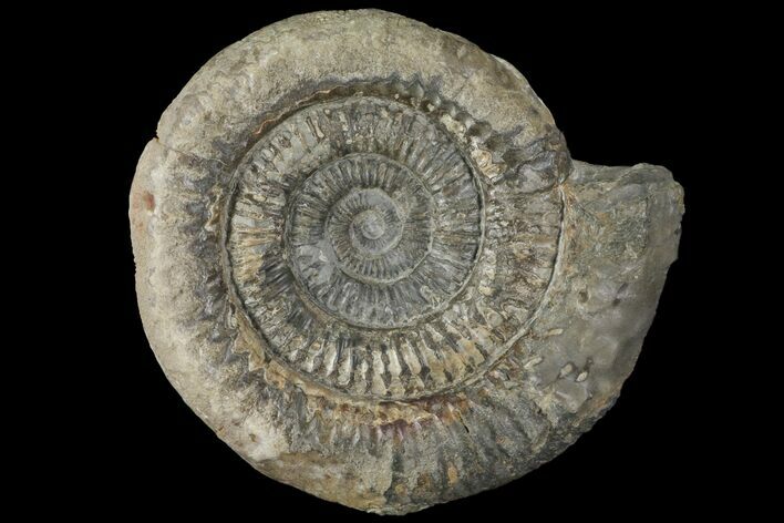Bargain, Dactylioceras Ammonite Fossil - England #100481